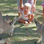 Savannah controls the kangaroos