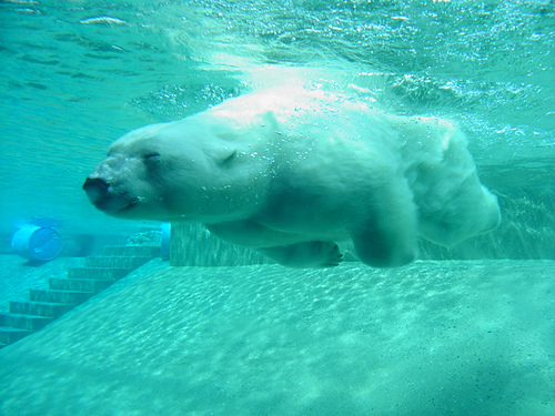 Back in the pool health