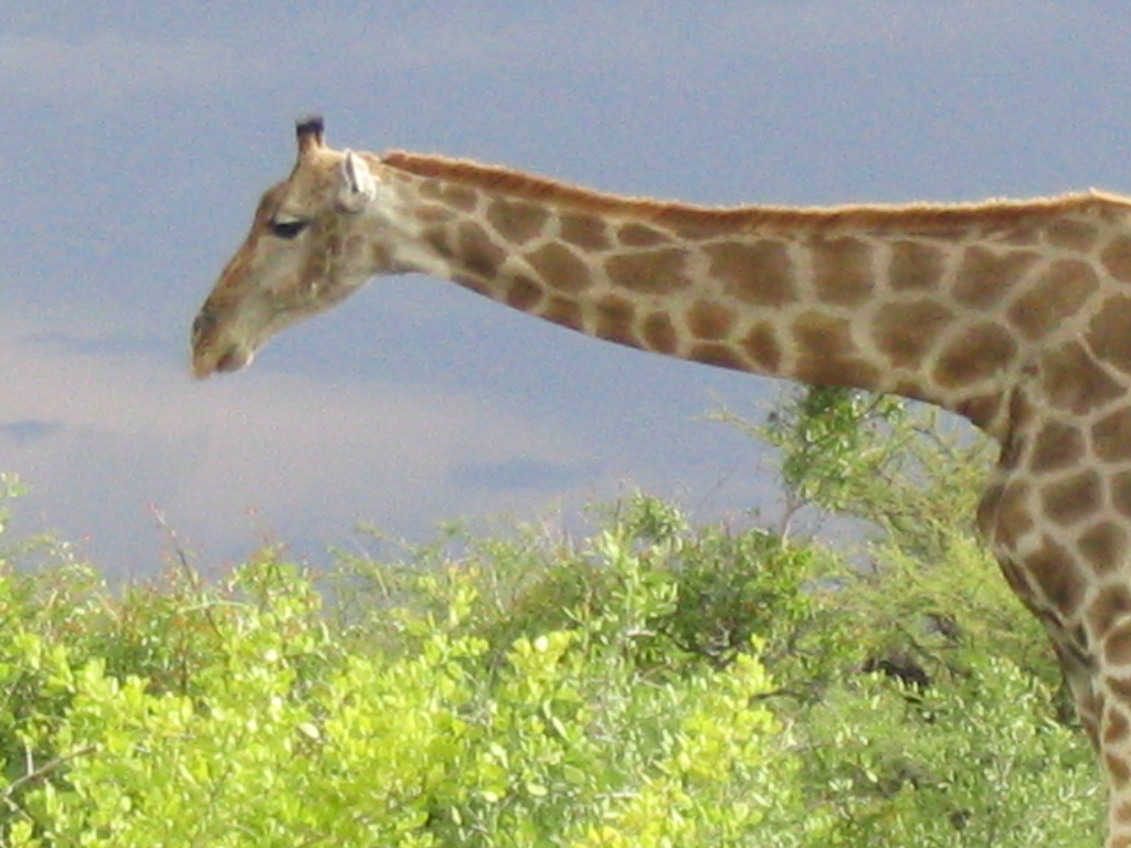 Giraffes in Africa