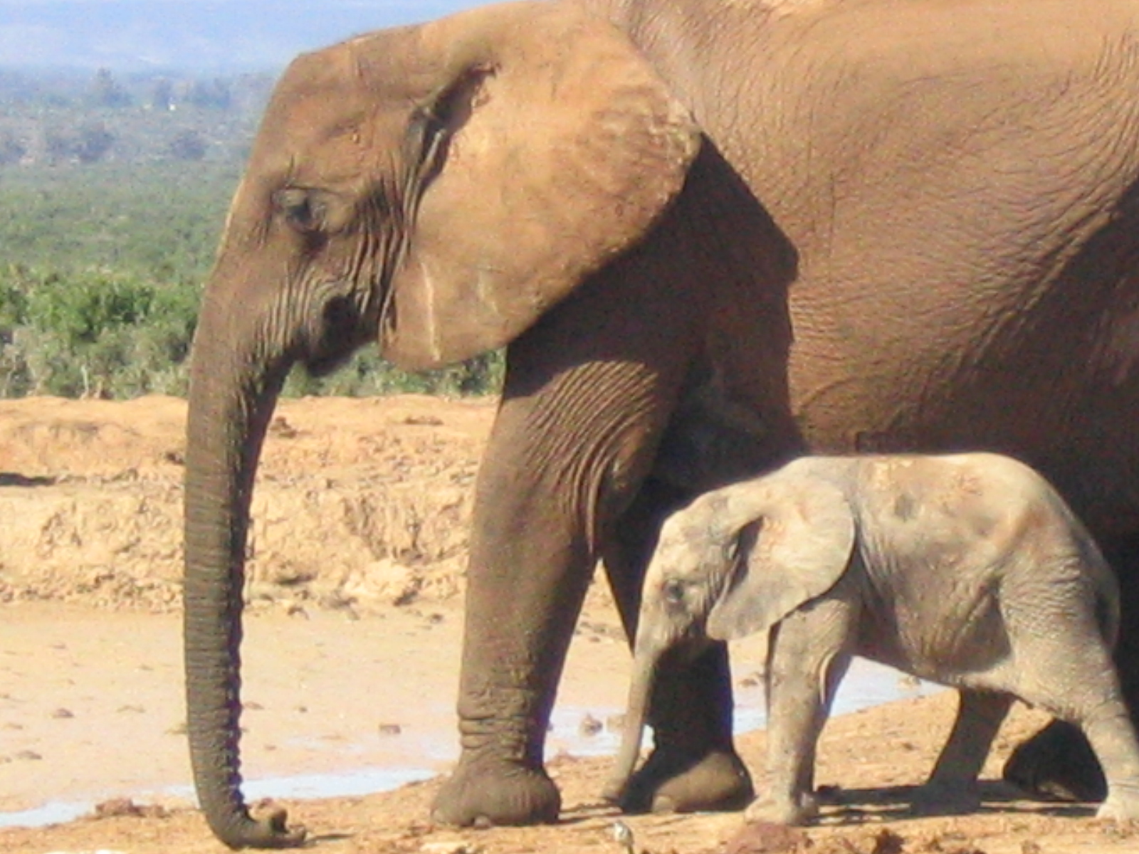 Elephants in Africa