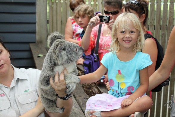petting koalas Dreamworld Gold Coast