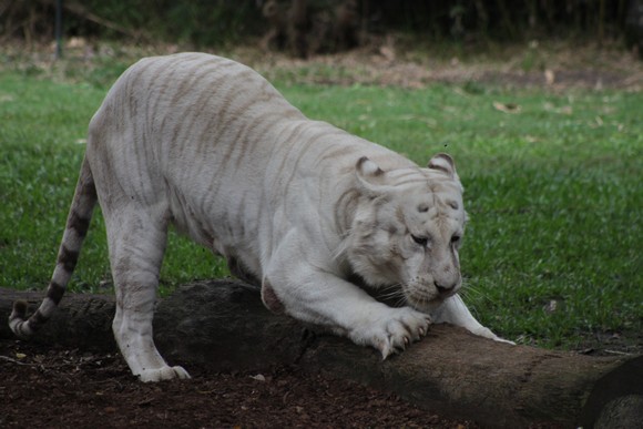 white tiger Dreamworld