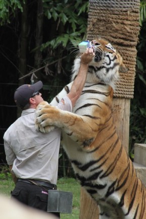 Tiger Island show Dreamworld