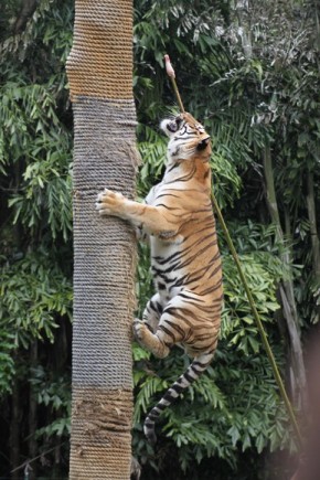 Tigers climbing trees Dreamworld