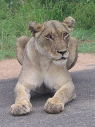 Lions in Africa