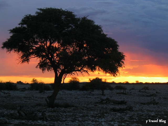 Etosha Park Africa