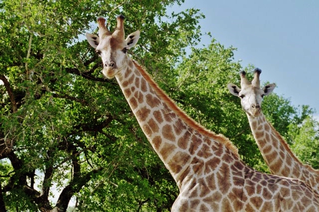 giraffes