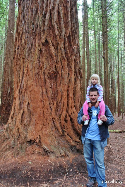 Rotorua redwood forest