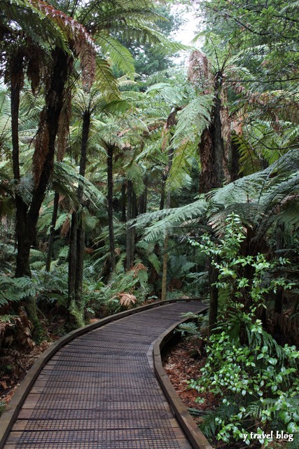 Redwood forest Rotorua