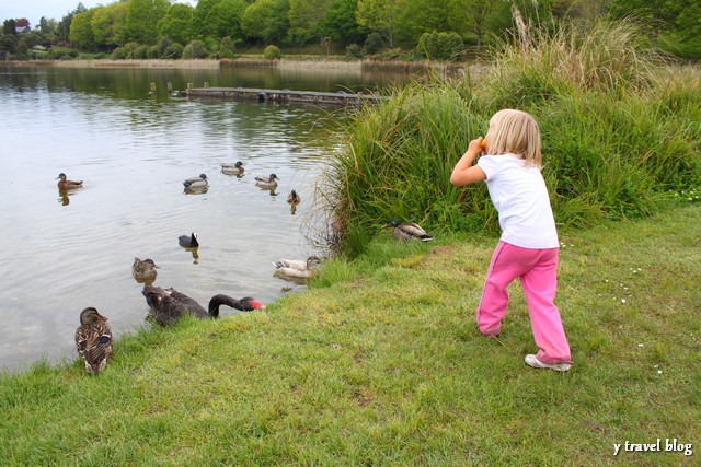 calling the ducks