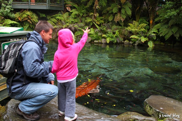 rainbow springs