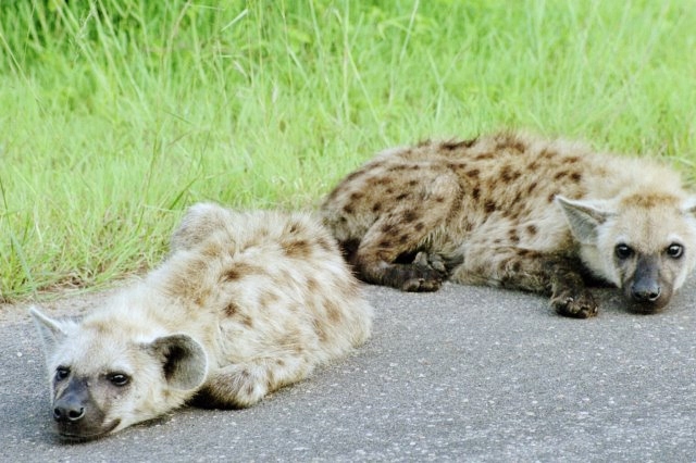baby hyenas