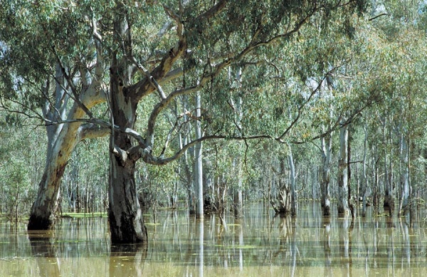 river red gums