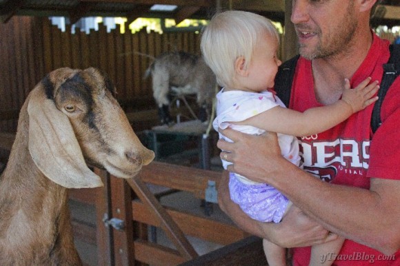 Australia Zoo meeting a goat