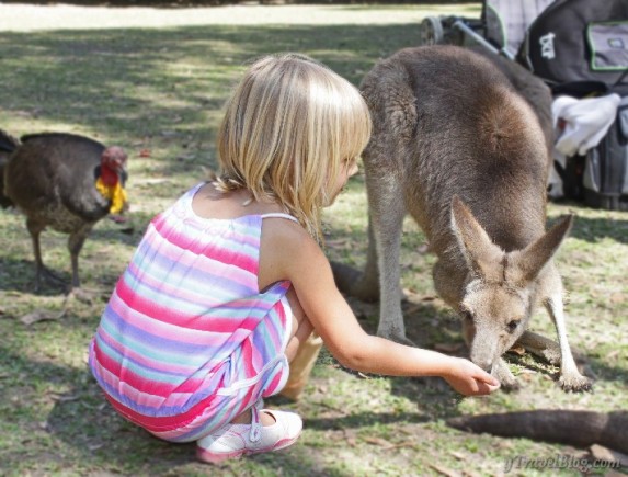 Kalyra feeding the kangaroos
