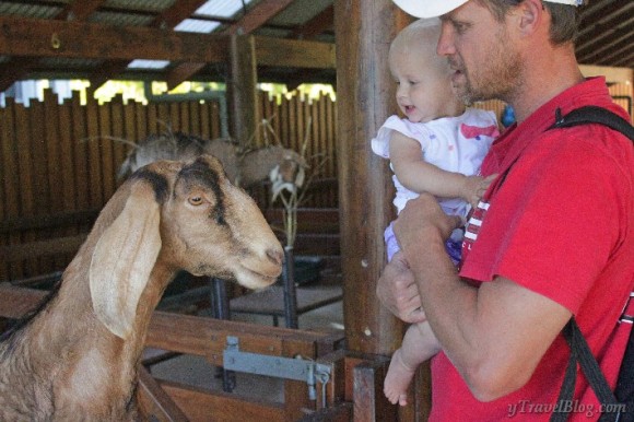 Kids zoo Australia Zoo