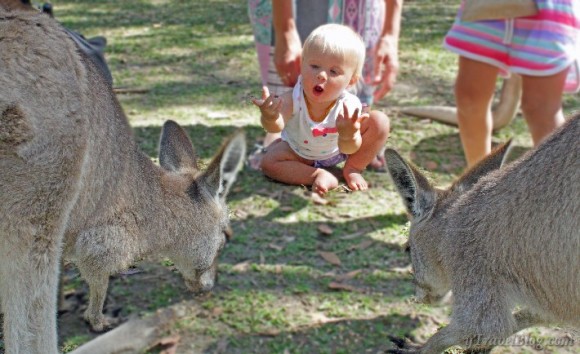 Savannah controls the kangaroos