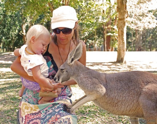 Savannah feeding the kangaroos