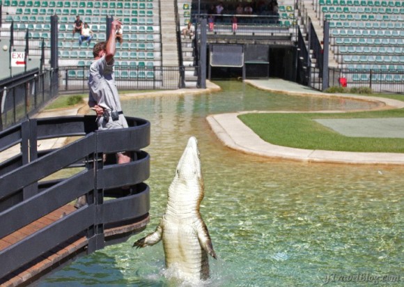 croc show Australia Zoo