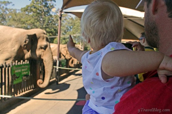 elephants australia zoo