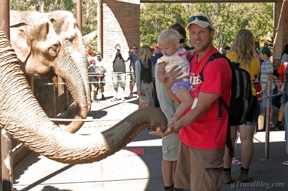 feeding the elephants Australia Zoo 