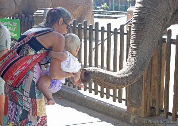 feeding the elephants Australia Zoo