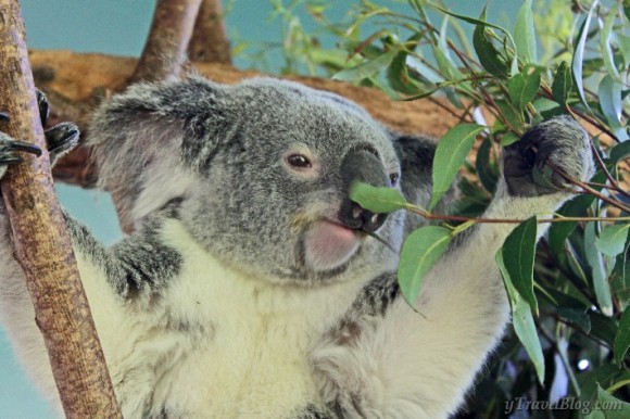 koalas australia zoo