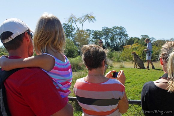 watching cheetahs Australia Zoo