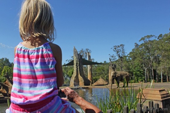 watching the elephants at Australia Zoo