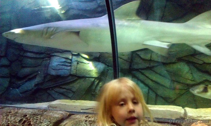 Sydney aquarium sharks