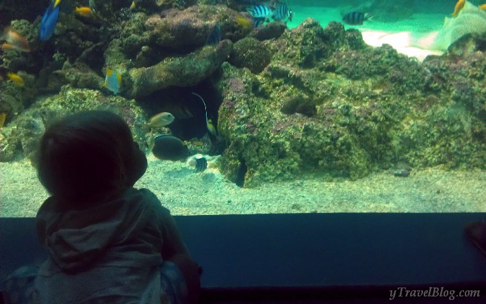 Sydney aquarium