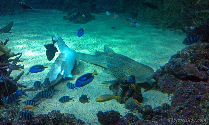 Sea life sydney aquarium