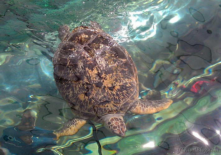 Sydney aquarium turtle