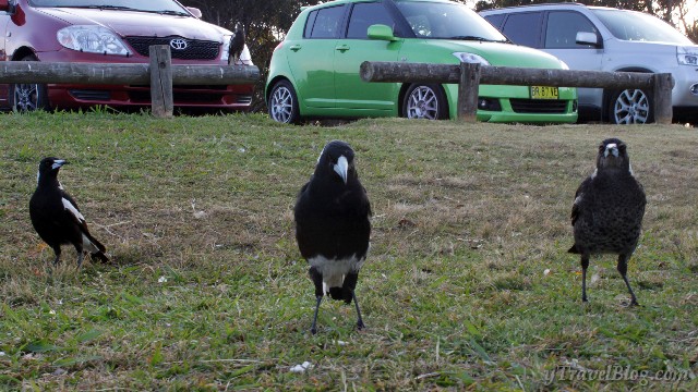 attacking magpies