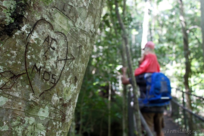 Minnamurra Rainforest Kiama