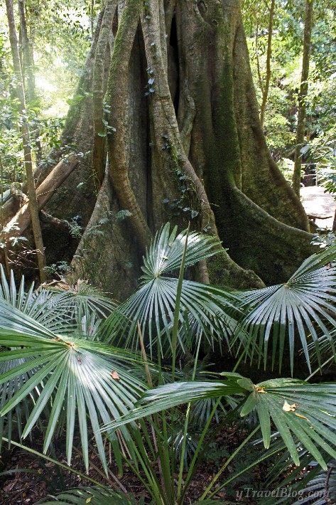 Minnamurra Rainforest Kiama (4)