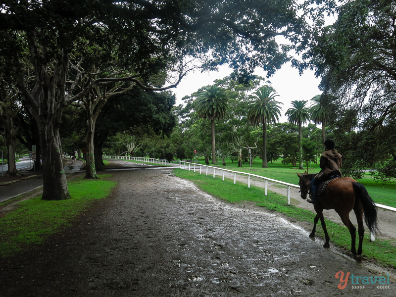 horse riding in Centennial Park 