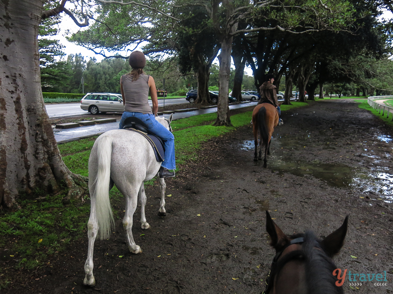 horse riding in Centennial Park 