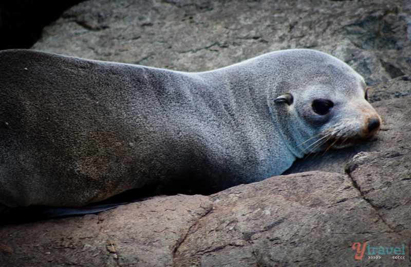 seals