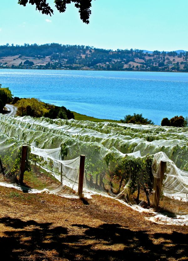 Tamar Valley vineyard