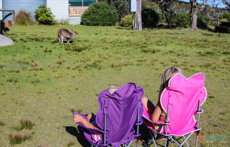 Pretty Beach kangaroos south coast NSW