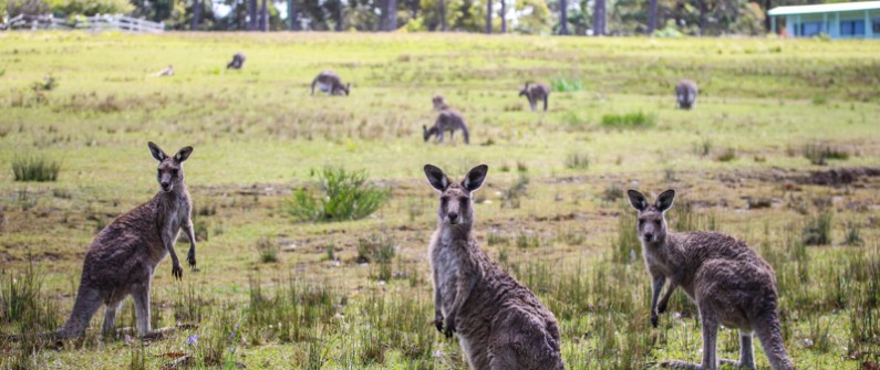 Kangaroos in the wild